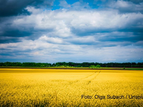 Zukunftsperspektiven für ukrainische&nbsp;Roma*